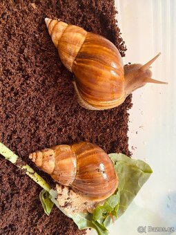 Africký šnek (oblovka) Lissachatina fulica fulica - 3