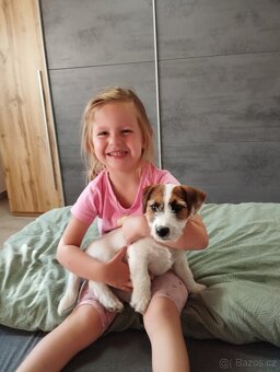Jack Russell terier - 3