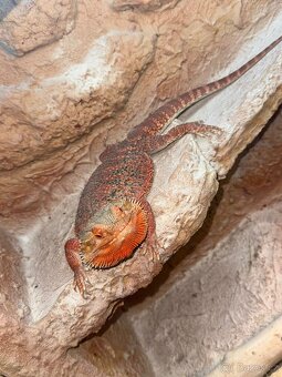 Červená agama vousata - 3