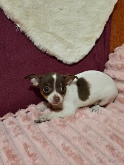 ČIVAVA KRATKOSRSTÁ čokobilý pejsek - 3