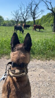 Belgický ovčák Malinois s PP - 3