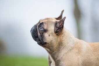 Francouzský buldoček - krytí - 3