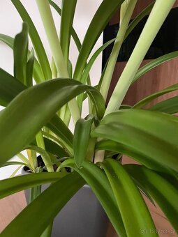 Klívie nebolí hvezdnik - 3