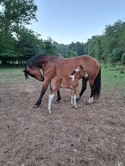 Teplokrevna kobyla - 3