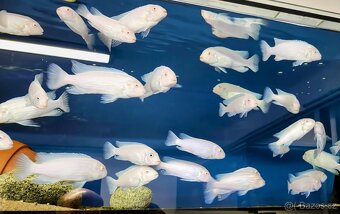Malawi... Pseudotropheus socolofi "Snow White" albino - 3