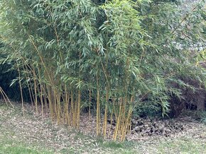 Zahradní bambus - 3