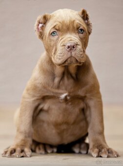 Bandog, Molos , Mastif - 3