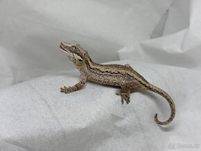 R. Auriculatus - 3
