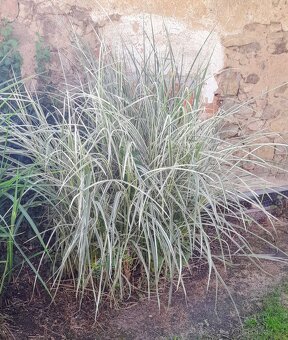 Ozdobnice čínská (Miscanthus sinensis) ´ZEBRINUS´ - 3
