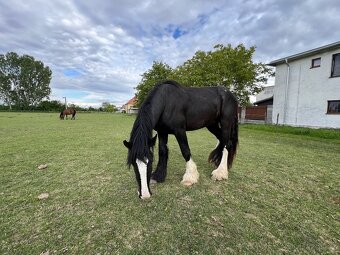 SHIRE HORSE žrebec - 3