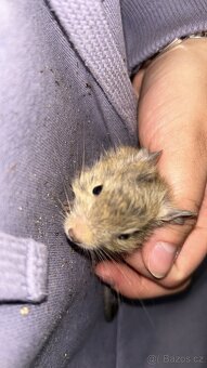 Osmak degu - 3