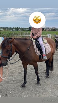 Pony klisna - 3