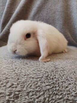 Samička zakrslého beránka 🐇🐇 - 3