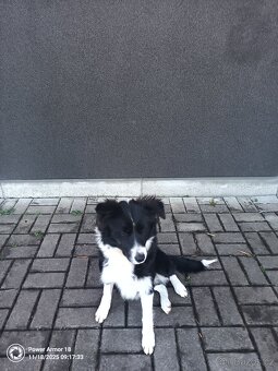 Border kolie včetně nové boudy - 3
