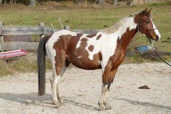 Tříletý valach CS po Heartvit ZH - 3