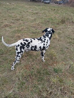 Dalmatin ke krytí - 3