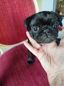 Mops - 3