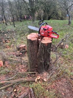 Ořez ovocných stromu a zahradnické služby - 3