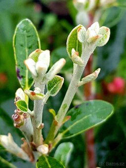 Acca Sellowiana, Feijoa, stromky - 3
