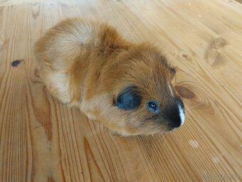 2 morčecí mladí samci nekastrovaní - jen spolu - 3