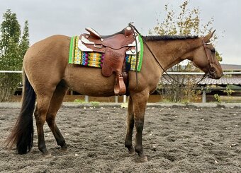 Líbivý 5-letý valach AQH, barva DUN, čistý 5-panel, RTG - 3