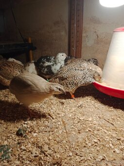 Nasadova vejce krepelky - 3