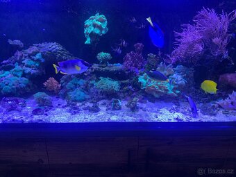 Mořské akvárium 1000l - 3
