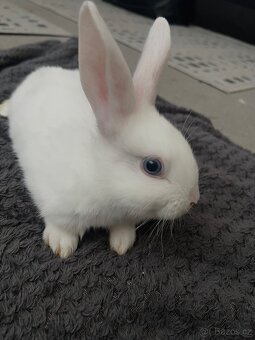 Zakrslý králíček - 3