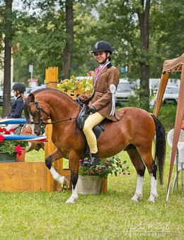 Připouštění Welsh mountain pony v AP - 3