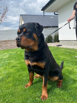 Rotvajler, rottweiler s PP - 3