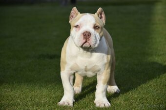 American bully s PP - 3