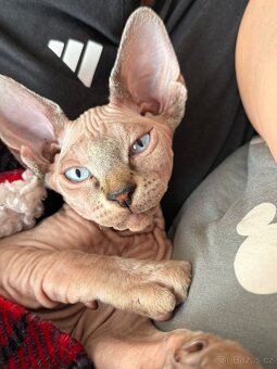 Kanadský Sphynx - 3