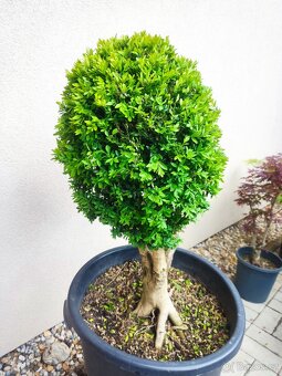 Tvarovaný strom, bonsai, niwaki, yamadori - 3