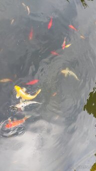 Koi kapr, jeseter, karas - 3