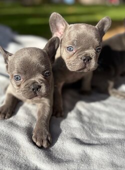 Francouzsky buldoček - 3