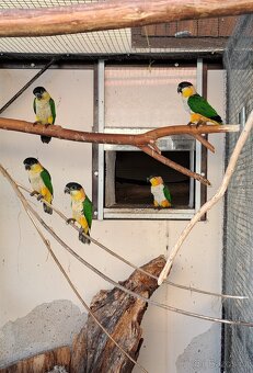 Amazónek černotemenný - 3