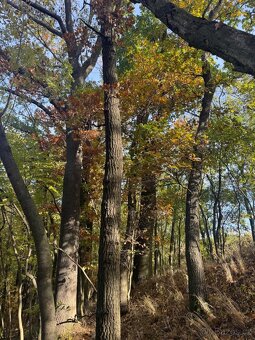 Prodej pozemků v k.ú. Jeníkovice u Choltic - 3
