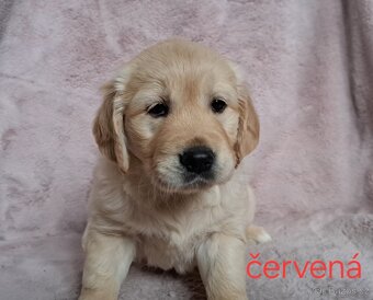 Štěňata zlatý retrívr bez PP - 3