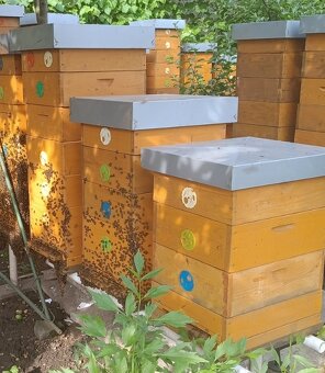 Včelí med přímo od včelaře - 3