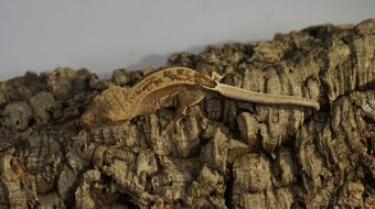 Pagekon řasnatý - 3