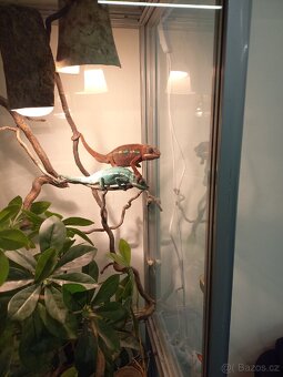 Chameleon terárium - 3