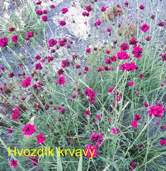 Nenáročné trvalky - 3