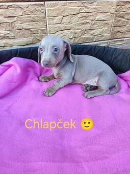 Jezevčík trpaslici čierny, merle,izabela - 3