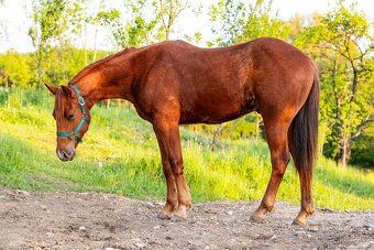 2letý valach QH - 3