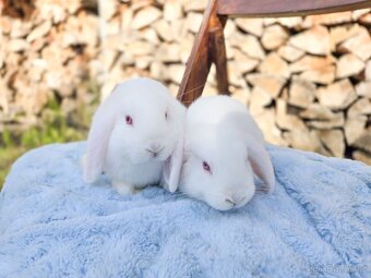 Zakrslí králíčci ihned k odběru - 3