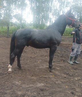 Slezský hřebec, 2,5 - 3