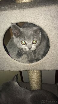 Britská modrá koťata - 3