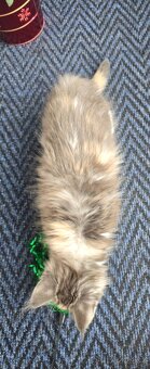 Mainská mývalí - 3