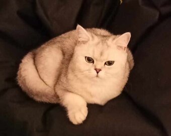 Krytí britský stříbřitý kocour - 3