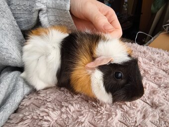 Morče rozeta, samička - 3